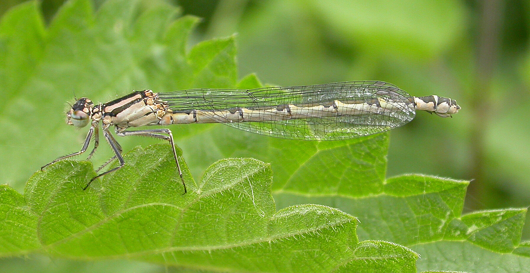 Female Common Blue Damselfly by David Kitching